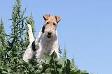 FOX TERRIER 023